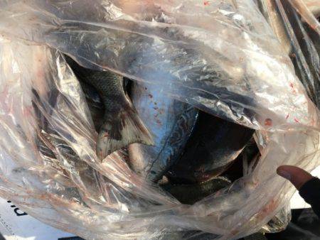 鵜来島家本渡船 釣果