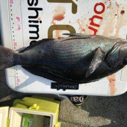 鵜来島家本渡船 釣果