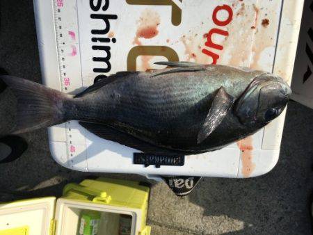 鵜来島家本渡船 釣果