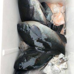 鵜来島家本渡船 釣果