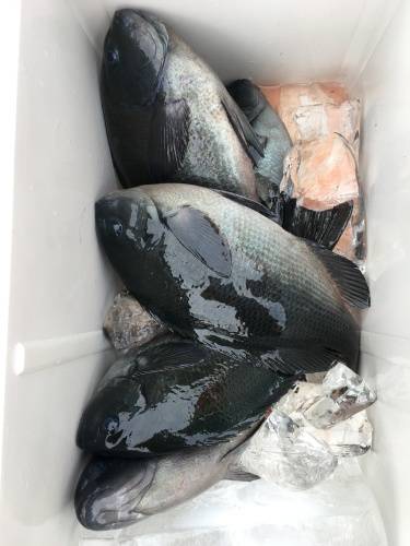 鵜来島家本渡船 釣果