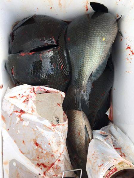鵜来島家本渡船 釣果