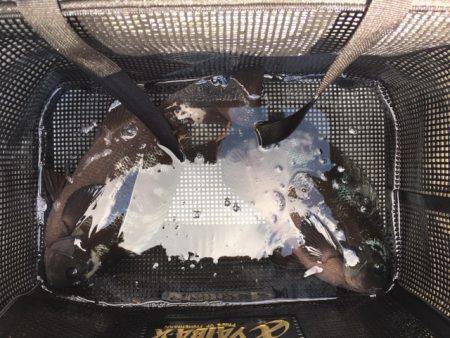 鵜来島家本渡船 釣果