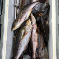 鵜来島家本渡船 釣果