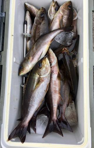 鵜来島家本渡船 釣果