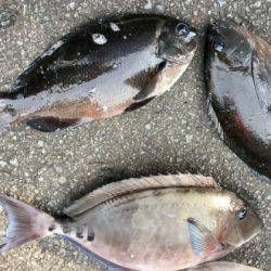 鵜来島家本渡船 釣果