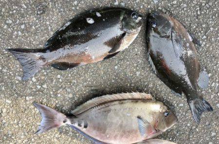 鵜来島家本渡船 釣果