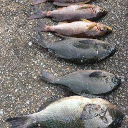 鵜来島家本渡船 釣果