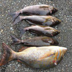 鵜来島家本渡船 釣果