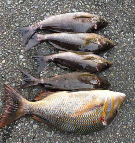 鵜来島家本渡船 釣果