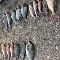 鵜来島家本渡船 釣果