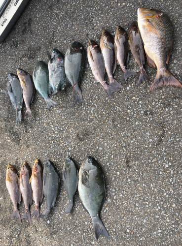 鵜来島家本渡船 釣果