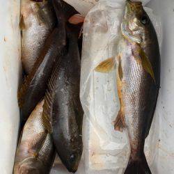 鵜来島家本渡船 釣果