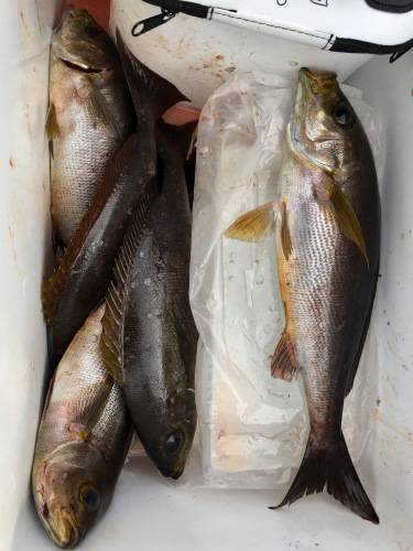 鵜来島家本渡船 釣果