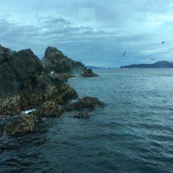 鵜来島家本渡船 釣果