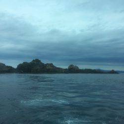 鵜来島家本渡船 釣果