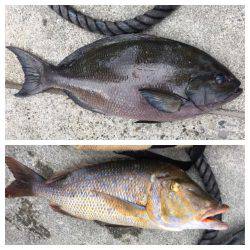 鵜来島家本渡船 釣果