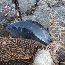 鵜来島家本渡船 釣果