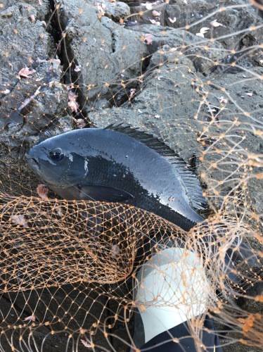 鵜来島家本渡船 釣果