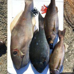 鵜来島家本渡船 釣果