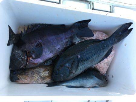 鵜来島家本渡船 釣果