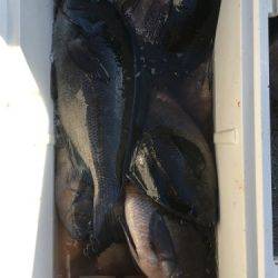 鵜来島家本渡船 釣果