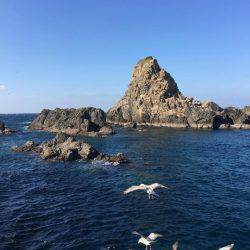 鵜来島家本渡船 釣果