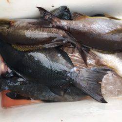 鵜来島家本渡船 釣果