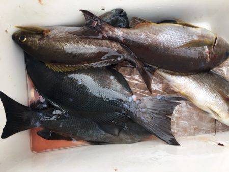 鵜来島家本渡船 釣果