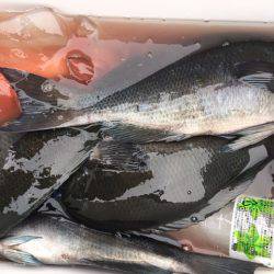 鵜来島家本渡船 釣果