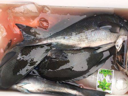 鵜来島家本渡船 釣果