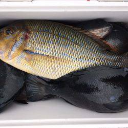 鵜来島家本渡船 釣果