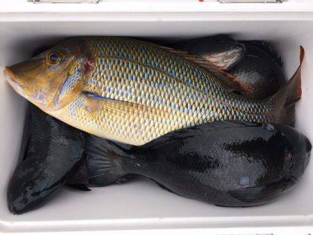 鵜来島家本渡船 釣果