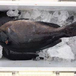 鵜来島家本渡船 釣果