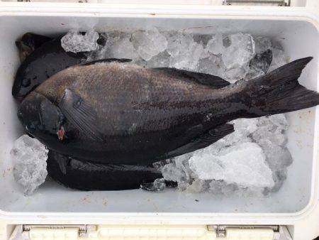 鵜来島家本渡船 釣果