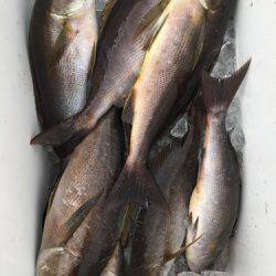 鵜来島家本渡船 釣果