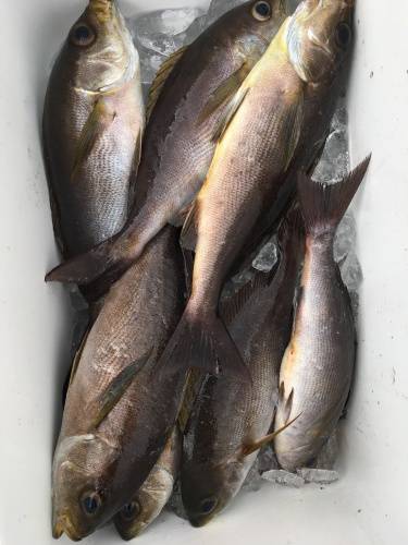 鵜来島家本渡船 釣果