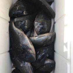 鵜来島家本渡船 釣果