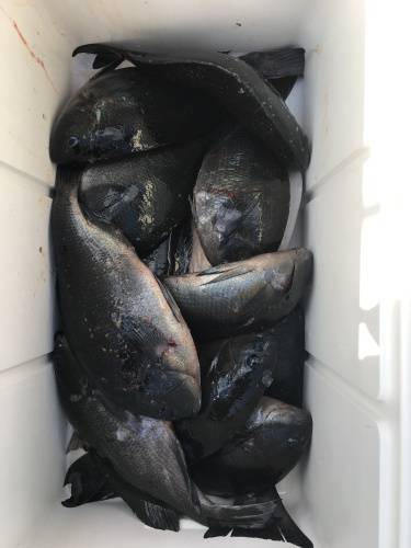 鵜来島家本渡船 釣果