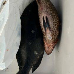 鵜来島家本渡船 釣果