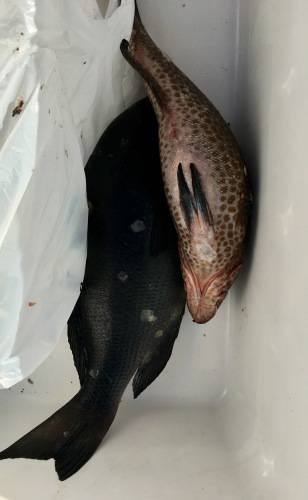 鵜来島家本渡船 釣果