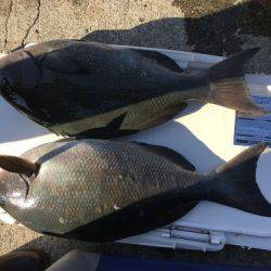 鵜来島家本渡船 釣果