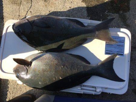 鵜来島家本渡船 釣果