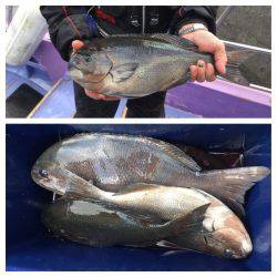 鵜来島家本渡船 釣果