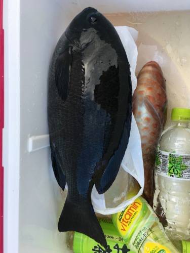 鵜来島家本渡船 釣果