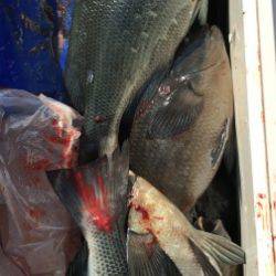 鵜来島家本渡船 釣果