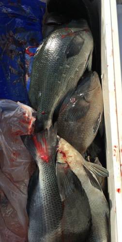 鵜来島家本渡船 釣果
