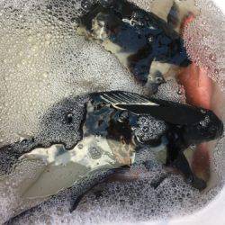 鵜来島家本渡船 釣果