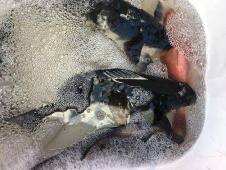 鵜来島家本渡船 釣果