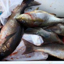 鵜来島家本渡船 釣果